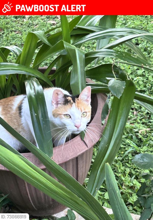 Lost Female Cat last seen Nearest by Trail Blazer Dr. in the Woodland trail west neighborhood., Woodland Trails West, TX 77040