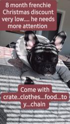 Reunited Male Dog last seen 78th and Pennsylvania, Oklahoma City, OK 73159