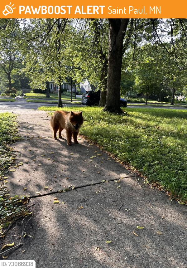 Found/Stray Unknown Dog last seen Thomas & Lexington, Saint Paul, MN 55104
