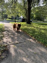Found/Stray Unknown Dog last seen Thomas & Lexington, Saint Paul, MN 55104