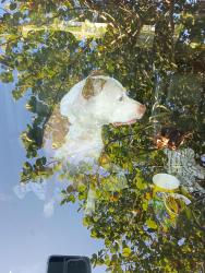 Lost Male Dog last seen East First st behind Publix, Centennial Park, NSW 2021