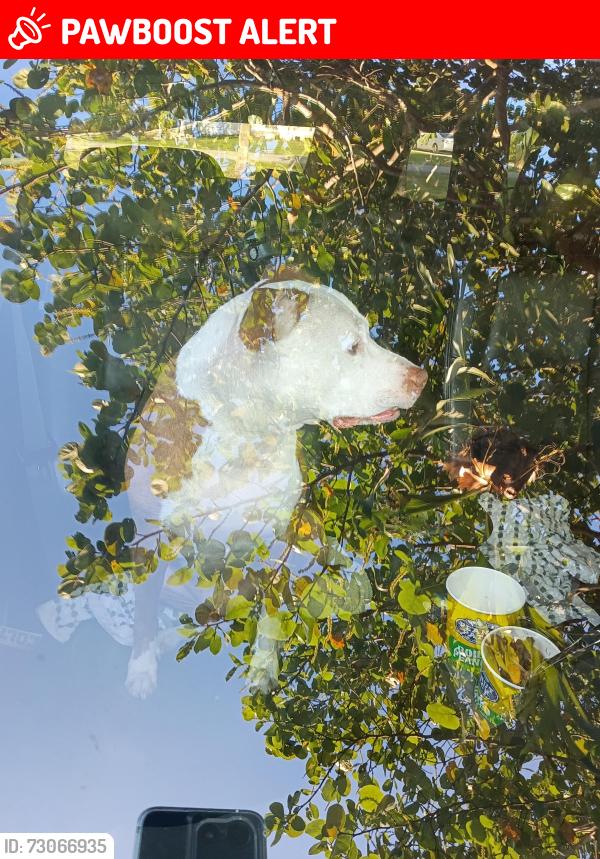 Lost Male Dog last seen East First st behind Publix, Centennial Park, NSW 2021