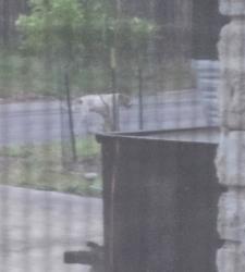 Found/Stray Unknown Dog last seen Merkens and Desilu Dr. San Antonio TX 78240, San Antonio, TX 78240