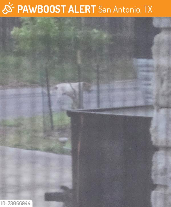 Found/Stray Unknown Dog last seen Merkens and Desilu Dr. San Antonio TX 78240, San Antonio, TX 78240