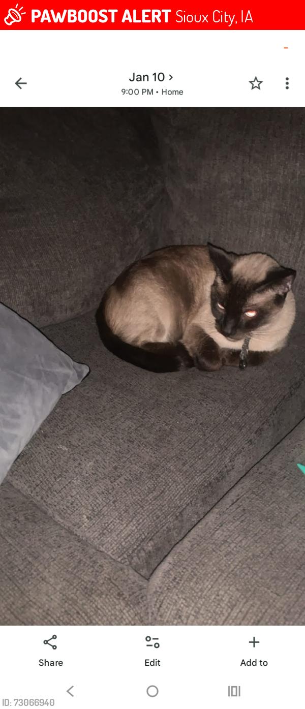 Lost Male Cat last seen Tyler street, Sioux City, IA 51108