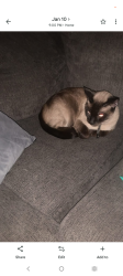Lost Male Cat last seen Tyler street, Sioux City, IA 51108