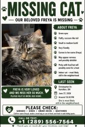 Lost Female Cat last seen Christopher Drive, Hamilton, ON L9B
