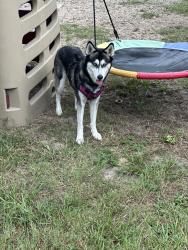 Reunited Female Dog last seen Pirate Ln, Spring Hill, FL 34609, USA, Spring Hill, FL 34609