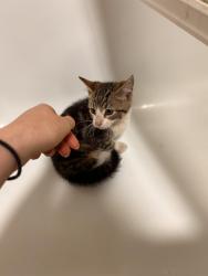 Reunited Female Cat last seen saxon vale near dirt track at end of the road, North Yorkshire, England YO30