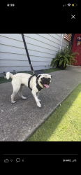 Found/Stray Male Dog last seen Blue Grass/castle oaks , Stockton, CA 95210