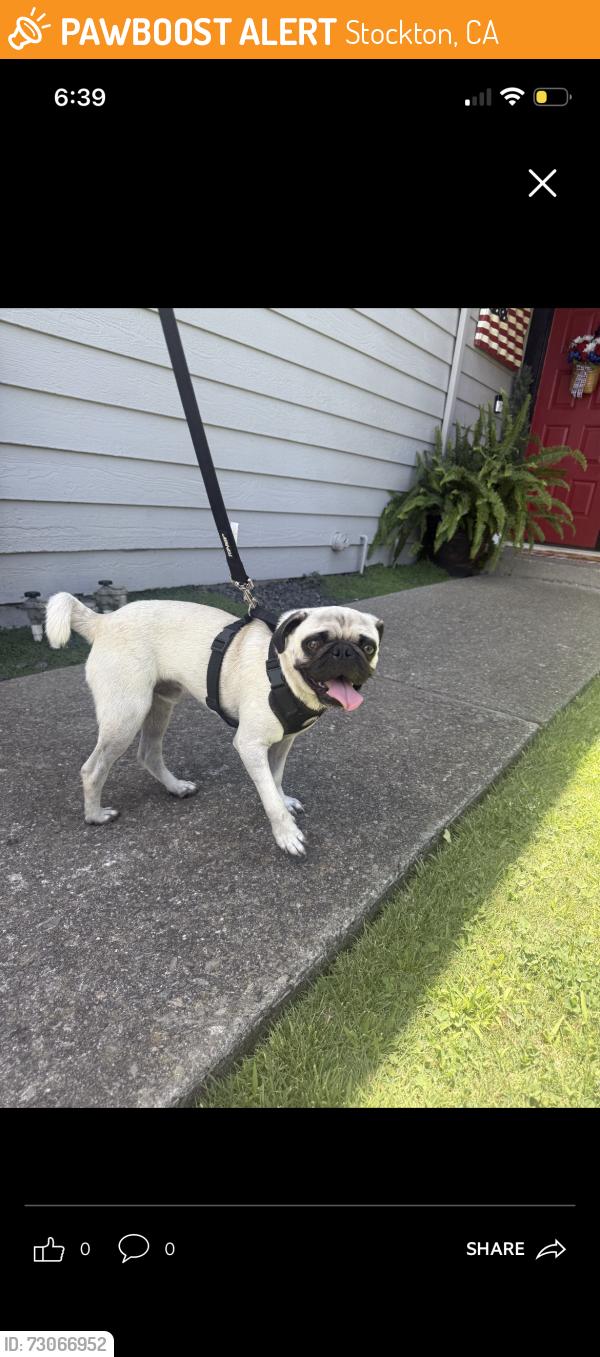 Found/Stray Male Dog last seen Blue Grass/castle oaks , Stockton, CA 95210
