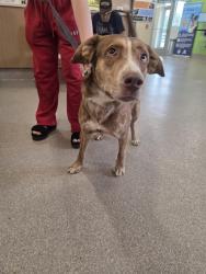 Shelter Stray Male Dog last seen PRESTON PARK, 3528 Newburg Rd, Louisville, KY 40218, USA