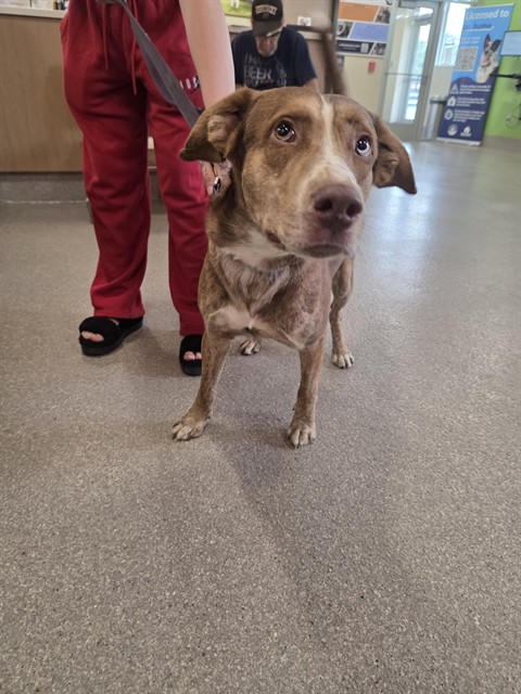 Shelter Stray Male Dog last seen PRESTON PARK, 3528 Newburg Rd, Louisville, KY 40218, USA
