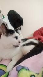 Lost Female Cat last seen Near west park, West Midlands, England WV1 4AD