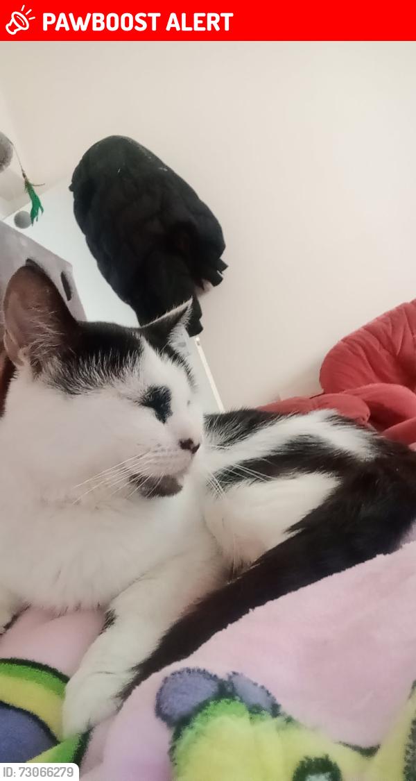 Lost Female Cat last seen Near west park, West Midlands, England WV1 4AD
