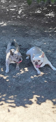 Lost Female Dog last seen Jack tone rd and mariposa rd, San Joaquin County, CA 95215