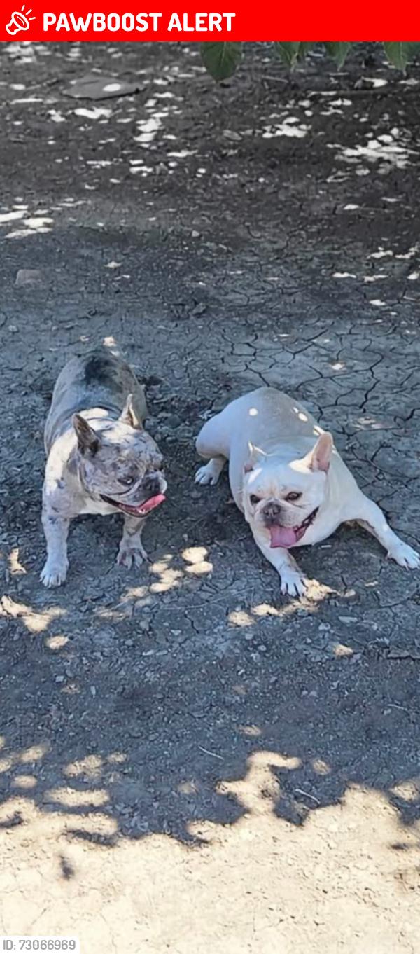 Lost Female Dog last seen Jack tone rd and mariposa rd, San Joaquin County, CA 95215
