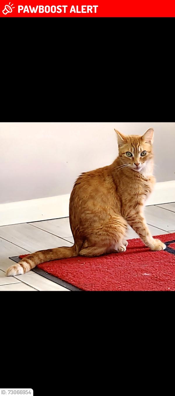 Found/Stray Male Cat last seen Holiday Inn Express 12907 Front Beach Rd near Clara Ave, Panama City Beach, FL 32407