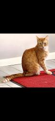 Reunited Male Cat last seen Holiday Inn Express 12907 Front Beach Rd near Clara Ave, Panama City Beach, FL 32407