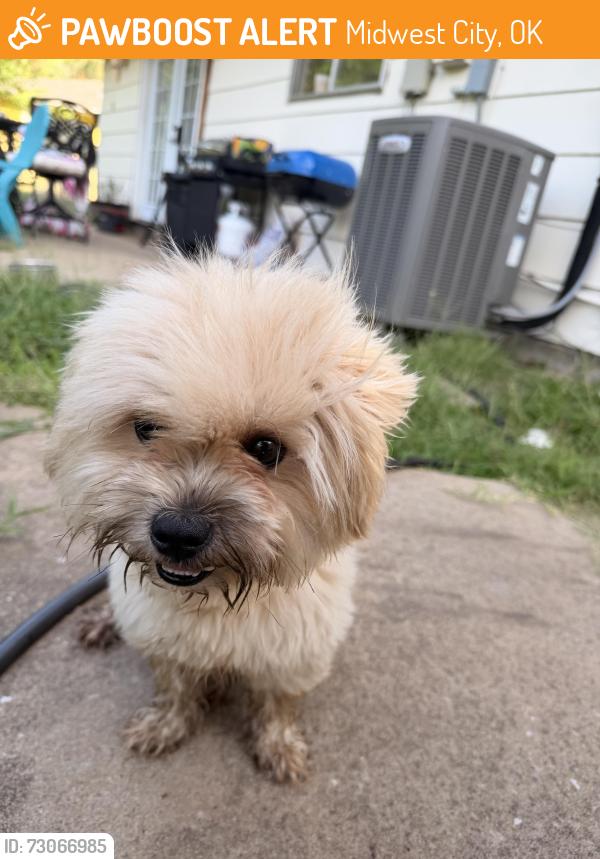 Found/Stray Male Dog last seen W Mitchell & Sandra, Midwest City, OK 73110