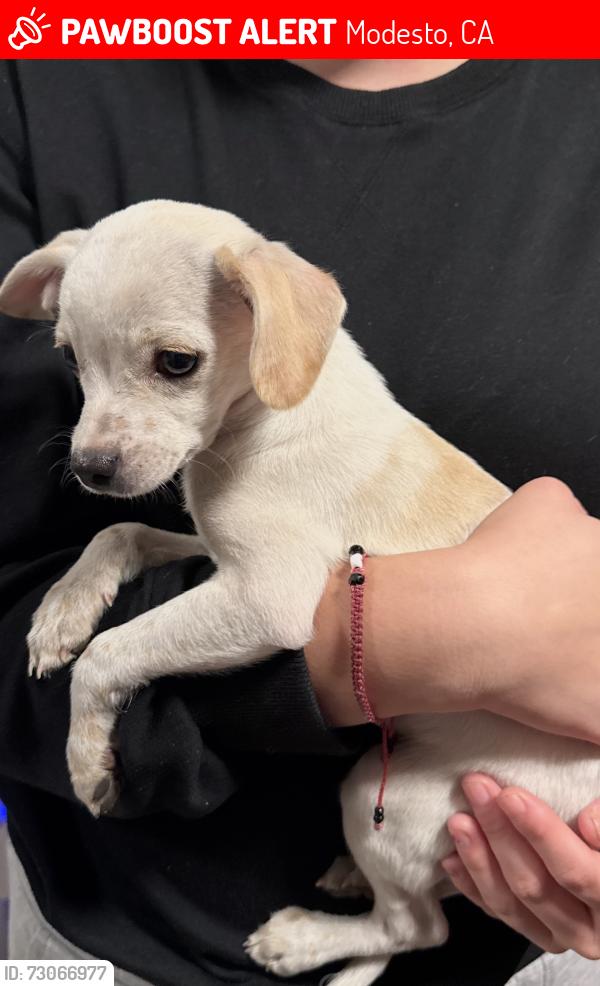 Lost Male Dog last seen Bystrum rd Modesto, Modesto, CA 95351