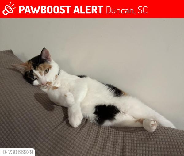 Lost Female Cat last seen E Víctor Hill Rd, and Roger’s Bridge Rd, Duncan, SC 29334