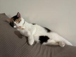 Lost Female Cat last seen E Víctor Hill Rd, and Roger’s Bridge Rd, Duncan, SC 29334