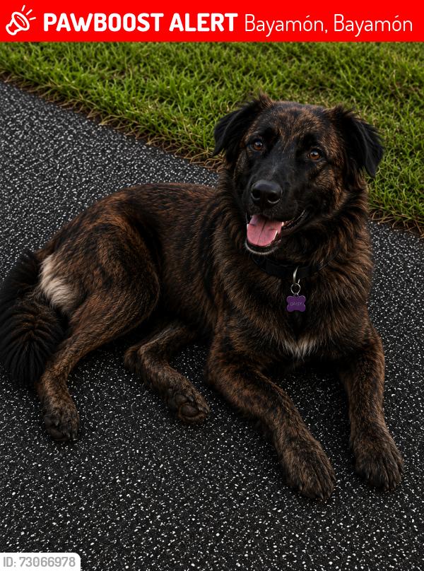Lost Female Dog last seen Panaderia Barcelona, Bayamon, Bayamón, Bayamón 00959