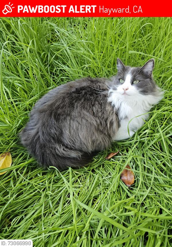 Lost Female Cat last seen B St, Hayward, CA 94541