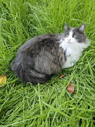 Lost Female Cat last seen B St, Hayward, CA 94541