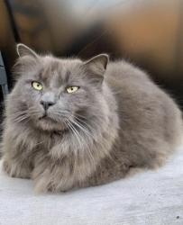 Reunited Male Cat last seen Circle K in Angier, Angier, NC 27501