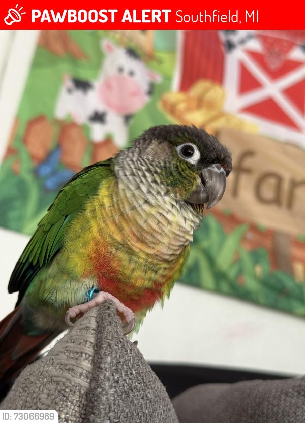 Lost Unknown Bird last seen Near Wellington Rd E Southfield, MI 48034 United States, Southfield, MI 48034