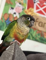 Lost Unknown Bird last seen Near Wellington Rd E Southfield, MI 48034 United States, Southfield, MI 48034