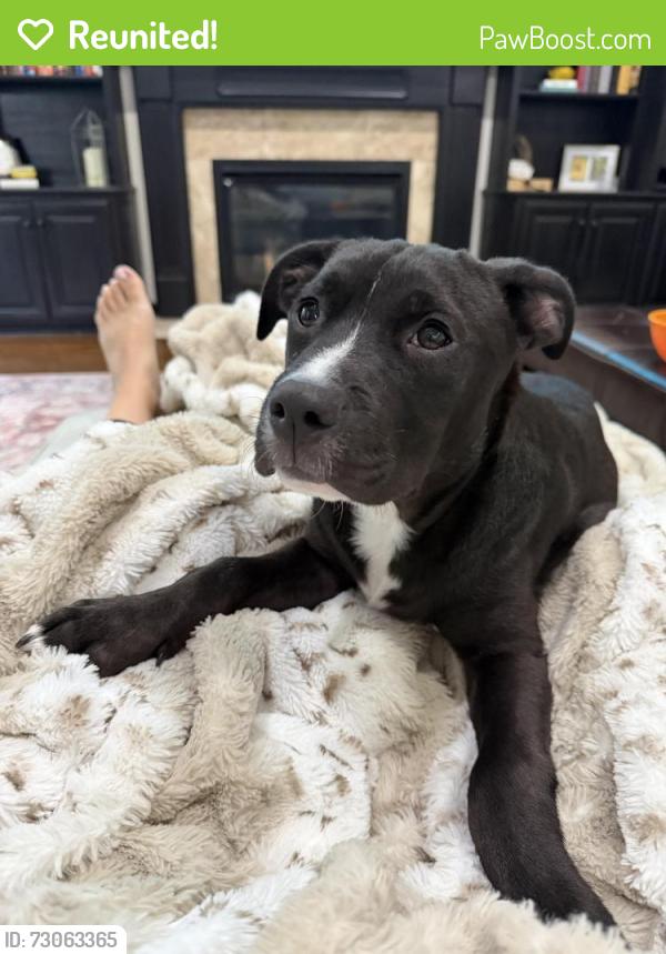 Reunited Male Dog last seen Sweet Maggie Lane Naperville , Naperville, IL 60564
