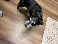 Lost Male Dog last seen McDonald Avenue and Cedar Blvd, Newark, CA 94560