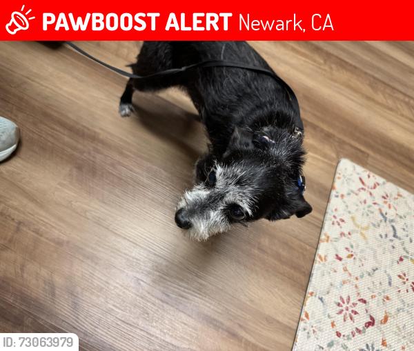 Lost Male Dog last seen McDonald Avenue and Cedar Blvd, Newark, CA 94560