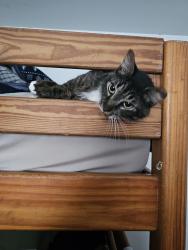 Reunited Male Cat last seen Duke st and Hanover st fredericksburg va, Fredericksburg, VA 22401