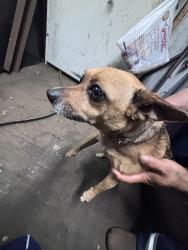 Found/Stray Female Dog last seen Garfield Blvd/Normal, Chicago, IL 60609
