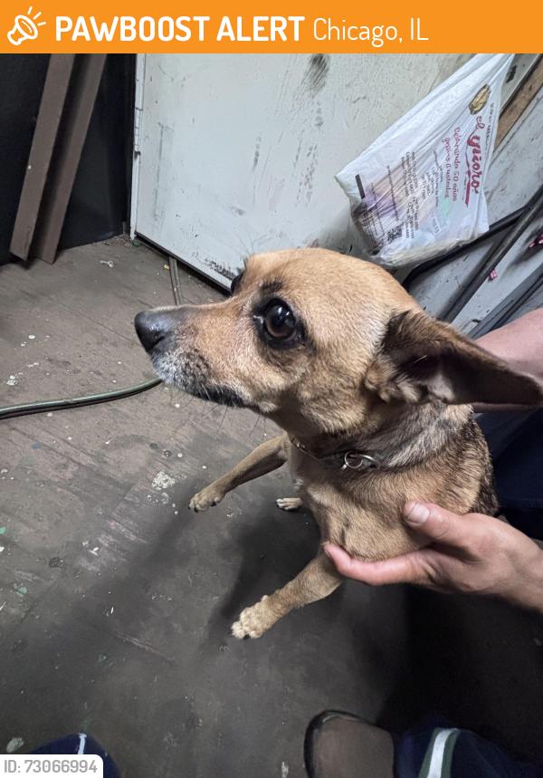 Found/Stray Female Dog last seen Garfield Blvd/Normal, Chicago, IL 60609