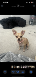 Lost Female Dog last seen By quicktrip on lmk, Des Moines, IA 50310