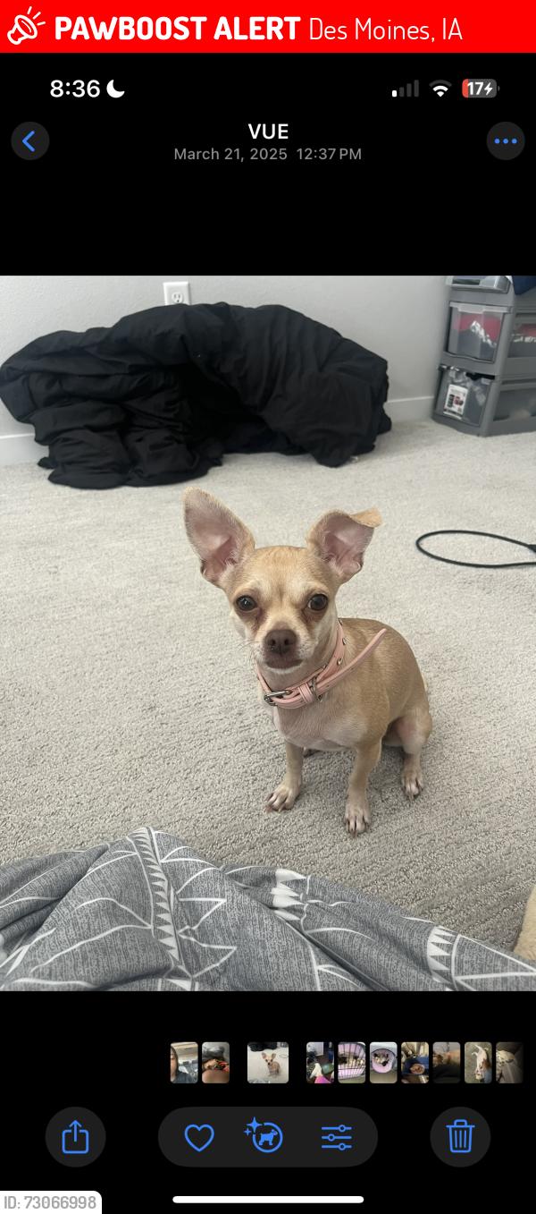 Lost Female Dog last seen By quicktrip on lmk, Des Moines, IA 50310