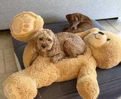 Reunited Male Dog last seen Gage lane - northwestern hosp - lake Forest place , Lake Forest, IL 60045