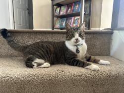 Lost Female Cat last seen From center of neighborhood but there is a wooded trail a couple streets away, Purcellville, VA 20132