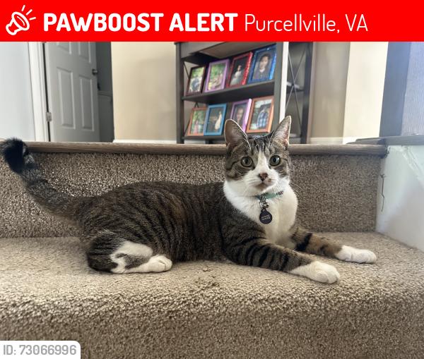 Lost Female Cat last seen From center of neighborhood but there is a wooded trail a couple streets away, Purcellville, VA 20132