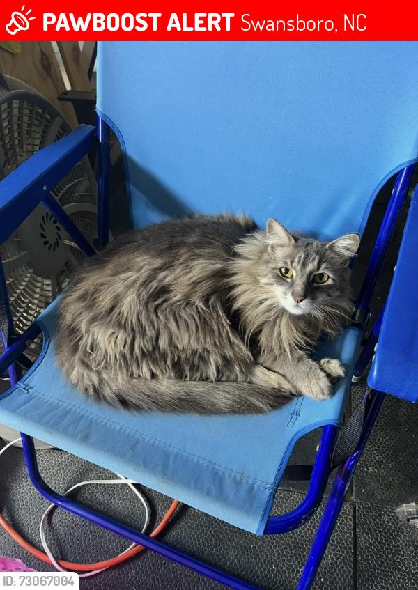 Lost Male Cat last seen Swansboro Belgrade rd. Lives in Hubert off queens haven rd, Swansboro, NC 28584