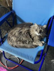 Lost Male Cat last seen Swansboro Belgrade rd. Lives in Hubert off queens haven rd, Swansboro, NC 28584