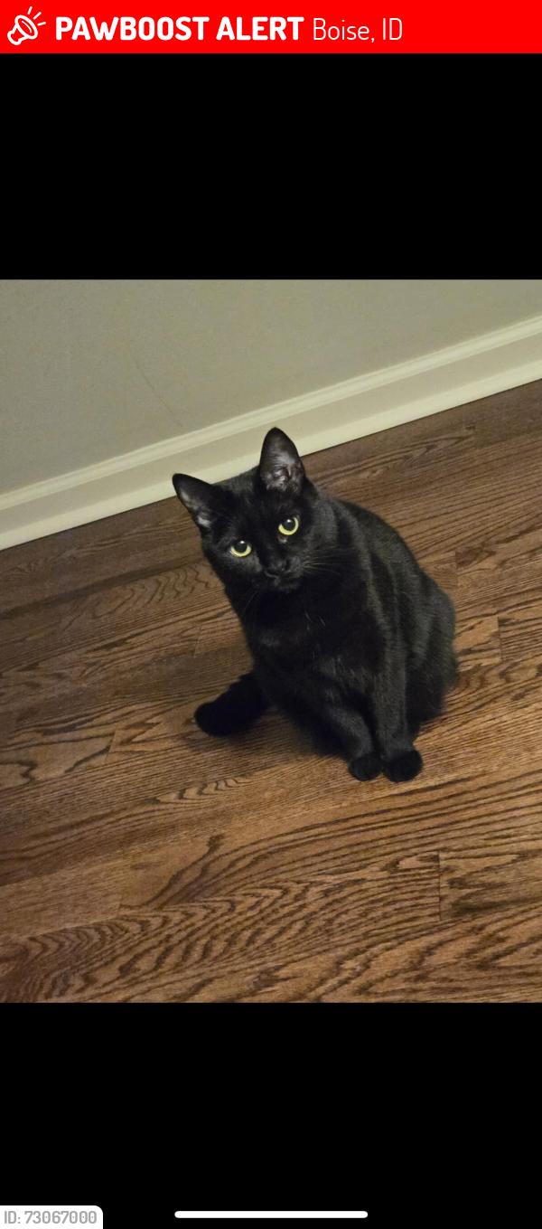 Lost Female Cat last seen E Timbersaw Drive, Boise, ID 83716