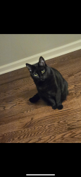 Lost Female Cat last seen E Timbersaw Drive, Boise, ID 83716