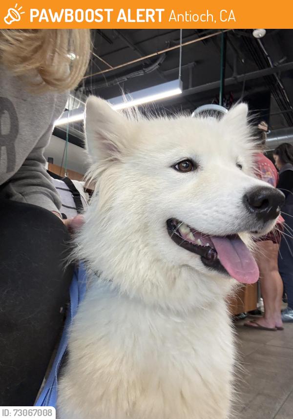 Found/Stray Female Dog last seen Chevron off Lone Tree, Antioch, CA 94531