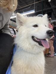 Found/Stray Female Dog last seen Chevron off Lone Tree, Antioch, CA 94531